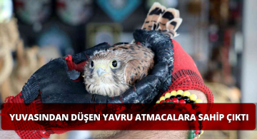 Atamaca Yavrularını Doğa Koruma Ekiplerine Teslim Etti