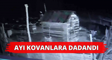 Ayı Arı Kovanına Dadandı