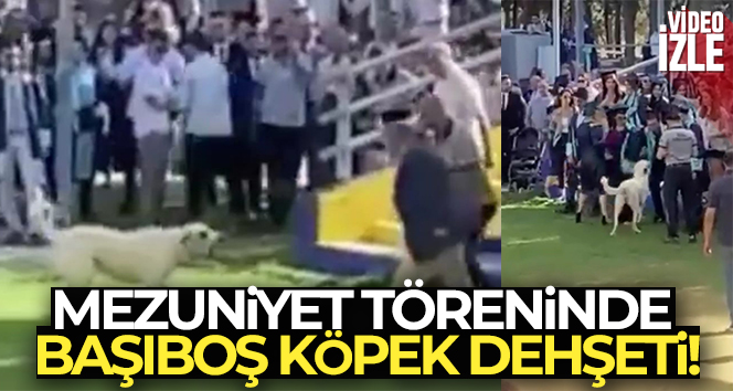 Başıboş köpeğin Ege Üniversitesi mezuniyet töreninde insanlara saldırdığı anlar kamerada