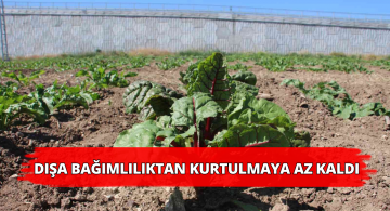 Şekeri Pancarı İçin Sevindiren Gelişme!