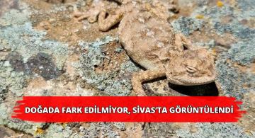 Bozkır Keleri Sivas’ta Görüntülendi