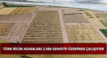 Türk Bilim Adamları Dirençli Buğday Üzerinde Çalışıyor