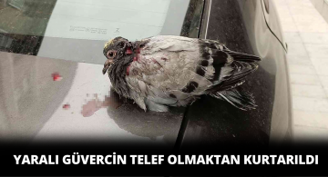 Sivas Belediye Ekipleri Yaralı Güvercini Kurtardı!