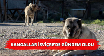 Sivas Kangalı İsviçre’de Gündem Oldu!