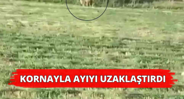 Tarlaya İnen Ayıyı Kornayla Uzaklaştırdı!