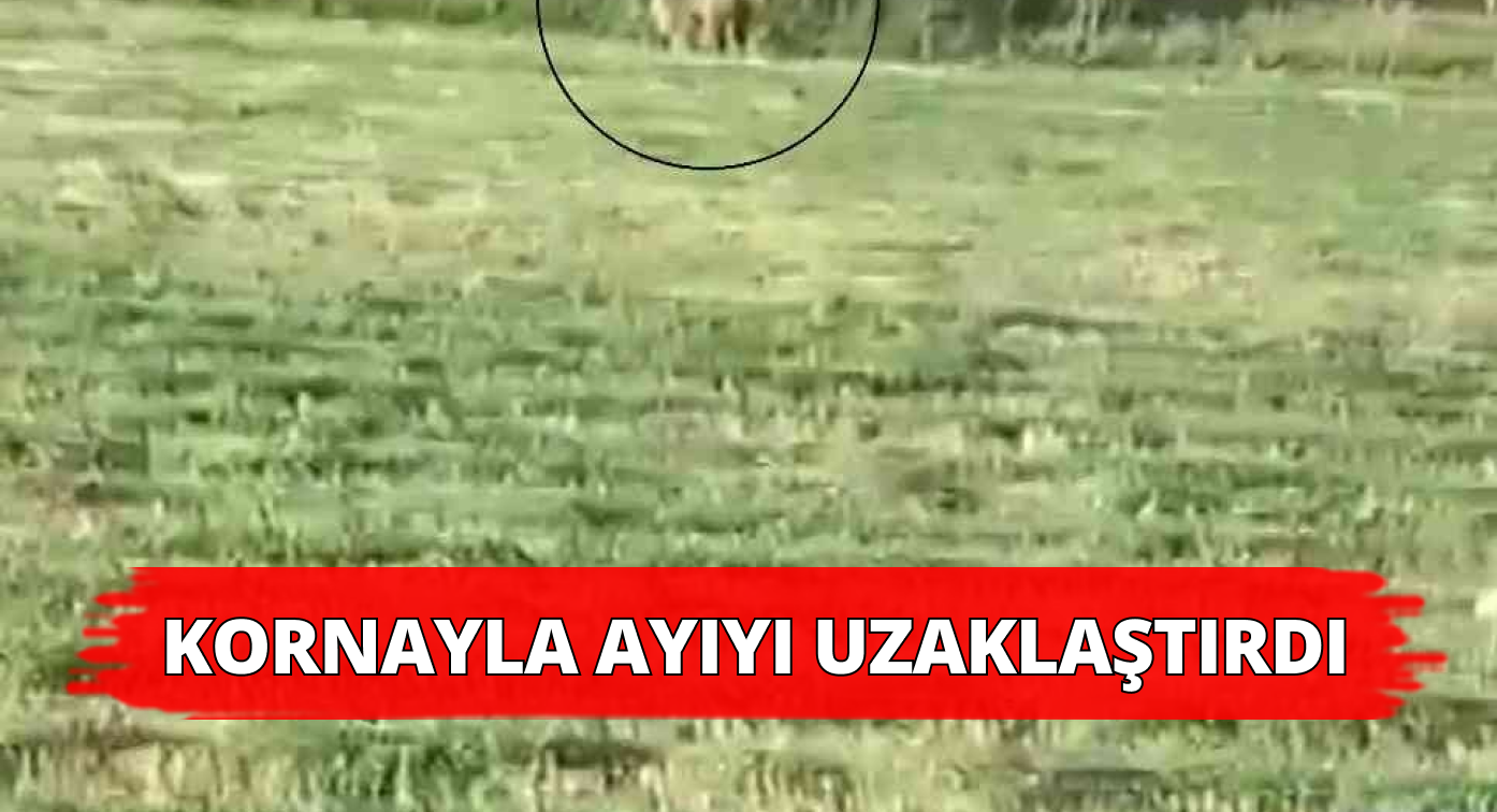Tarlaya İnen Ayıyı Kornayla Uzaklaştırdı!
