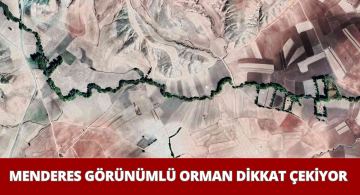 Asırlık Ağaçlar Menderes Görünümlü Orman Oluşturdu