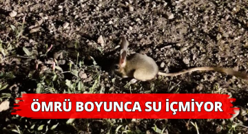 Ömrü Boyunca Hiç Su İçmeyen Hayvan Zara’da Görüntülendi