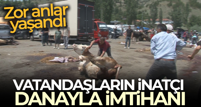 Vatandaşların inatçı danayla imtihanı