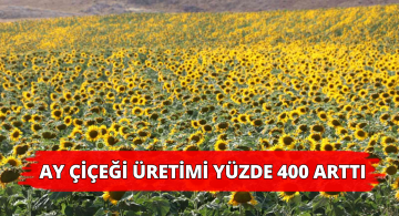 Sivas’ta Ayçiçeği Üretiminde Rekor!