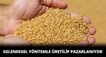 Ata Buğday Tohumundan Gürün Bulgur Üretimine Başlandı