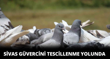 Sivas Güvercini Irk Tescili Tamamlanmak Üzere!