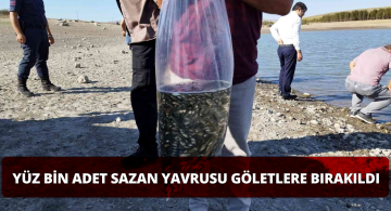 Tam 100 Bin Sazan Yavrusu Göletle Buluştu!