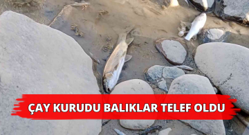 Kuruyan Çayda Balıklar Karaya Vurdu!