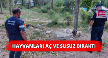 İki Kangal Köpeğini Aç Bırakan Cezasız Bırakılmadı!