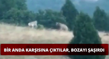 Boz Ayı Neye Uğradığını Şaşırdı