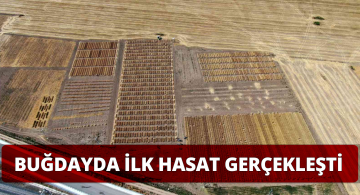 Süper Buğday Hasadı Sivas’ta Başladı