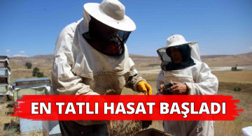 Bu Hasadın Ürünü Çok Tatlı