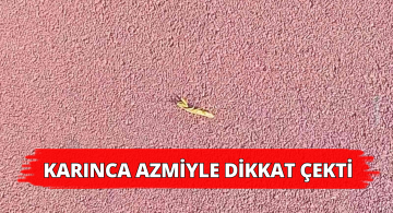 Karıncanın Bu Azmi Görülmeye Değer