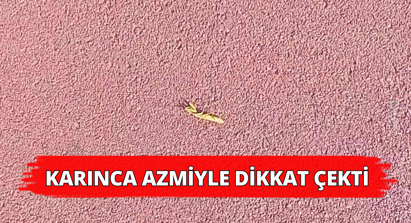 Karıncanın Bu Azmi Görülmeye Değer