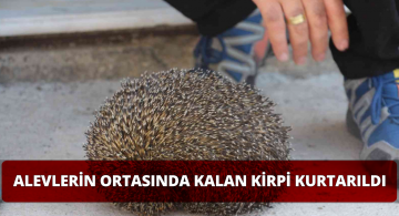 Alevlerin Ortasında Kalan Kirpi Vatandaşlar Tarafından Kurtarıldı