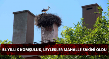 Sivas’ta Leylek Ailesi 54 Yıldır Aynı Binada