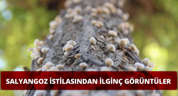 Sivas’ta Otluk Alanları Salyangozlar Kapladı!