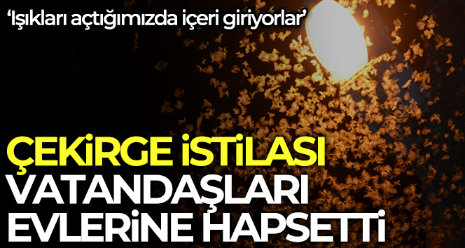 Şırnak’ta çekirge istilası
