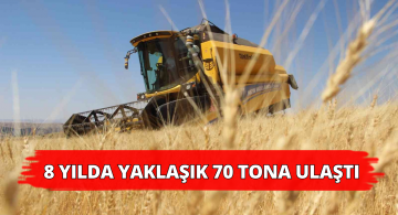 Sivas’ta Bulunan Habeş Buğdayı 70 Tonluk Üretimle Rekor Kırdı!