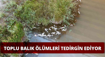 Kızılırmak Nehrindeki Toplu Balık Ölümleri Endişeye Neden oluyor