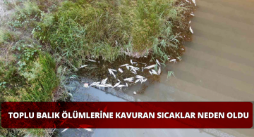 Aşırı Sıcaklar Toplu balık Ölümlerine Neden Oldu