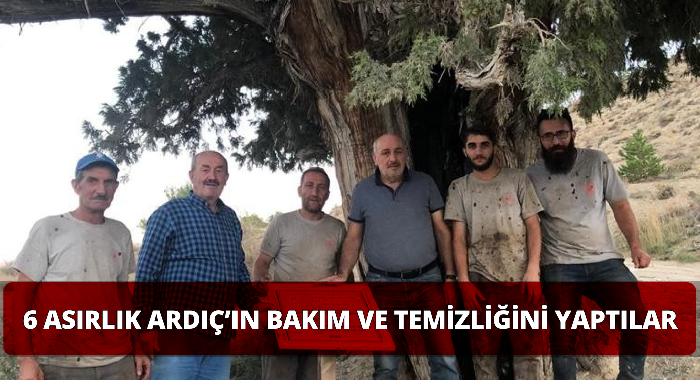 Gürün’deki 6 Asırlık Ardıç Ağacının Bakımı Yapıldı