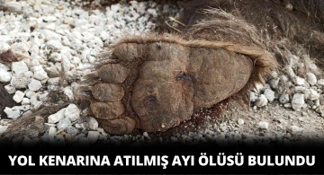 Yol Kenarında Ölü Ayı Bulundu