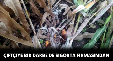 Domuzların Tarlasını Talan Ettiği Çiftçi Sigorta Firması da Darbe Vurdu!