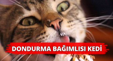Bu Kedi Dondurma Bağımlısı