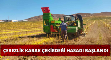 Sivas’ta Çerezlik Kabak Çekirdeği Hasadı Başladı!