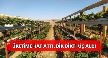 Çok Katlı Topraksız Üretimde Normalin 3 Katı Çilek Üretti