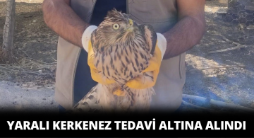 Yaralı Halde Bulunan Kerkenez Tedavi Altına Alındı