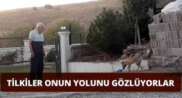 Sivas’ta Bir Vatandaş Tilkileri ‘’Kuzum’’ Diye Besliyor