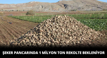 Şeker Pancarında Bu Yıl Rekor Rekolte Bekleniyor