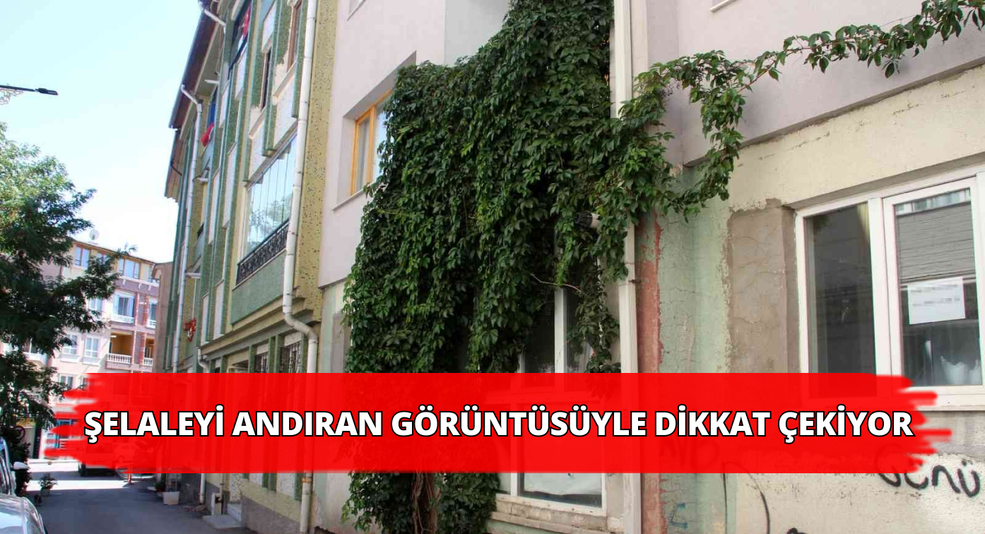 Balkona Yükselen Bitki Şelaleye Benziyor