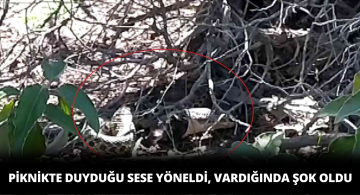 Piknikte Gördüklerine İnanamadı