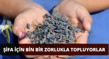 Dikenler Arasından Çıkarılan Şifa