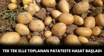 Sivas’ta Patates Hasadı Başladı