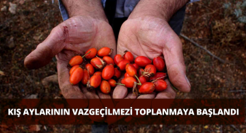 Toplaması Çok Zor Ama Tadına Doyulmuyor