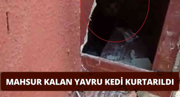 Baca Oluğuna Sıkışan Kediler Kurtarıldı