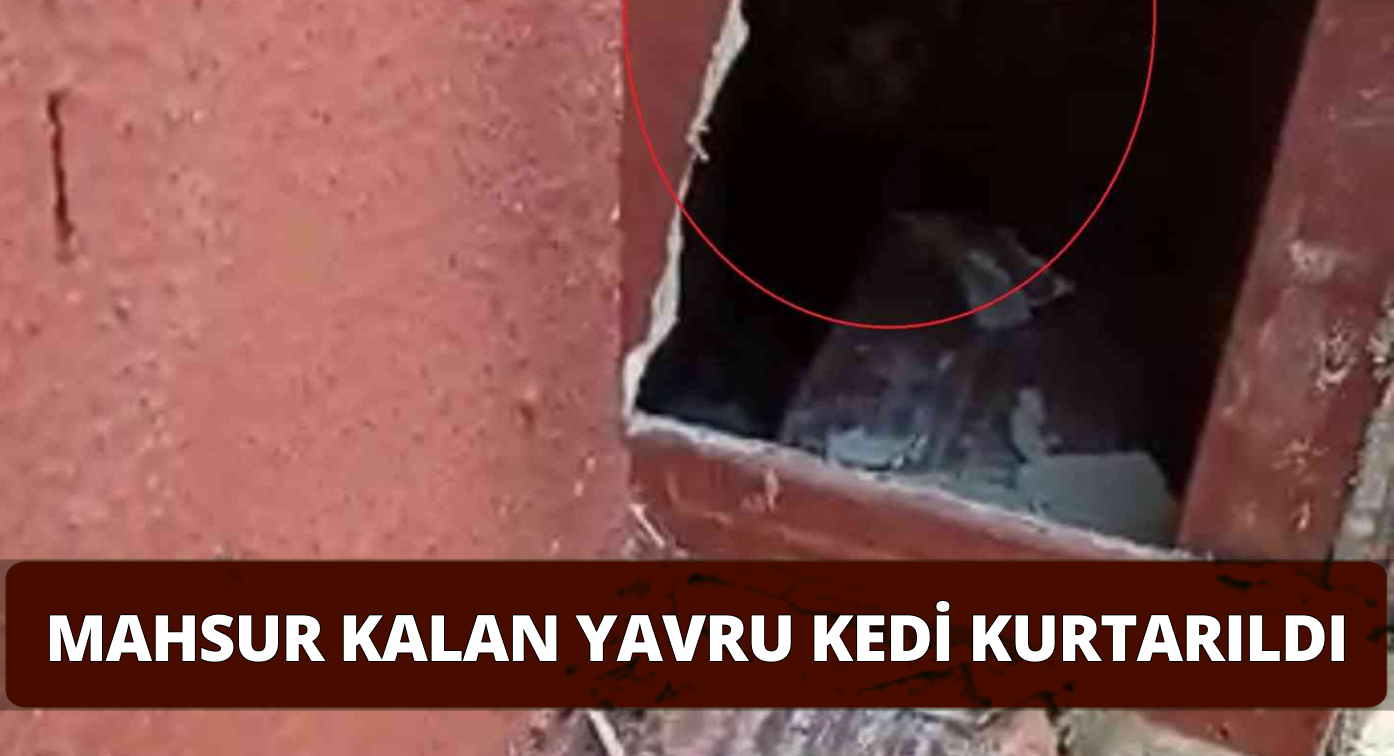 Baca Oluğuna Sıkışan Kediler Kurtarıldı