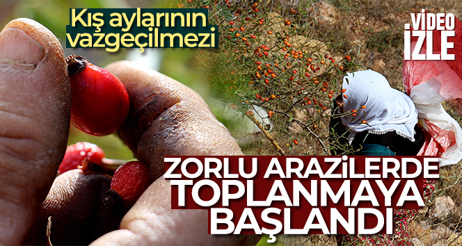 Kış aylarının vazgeçilmezi, zorlu arazilerde toplanmaya başlandı
