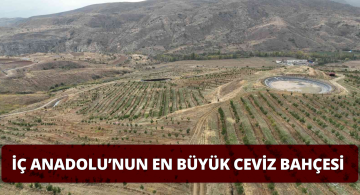 İç Anadolu’nun En Büyük Ceviz Bahçesi’nde Hasat Başlıyor