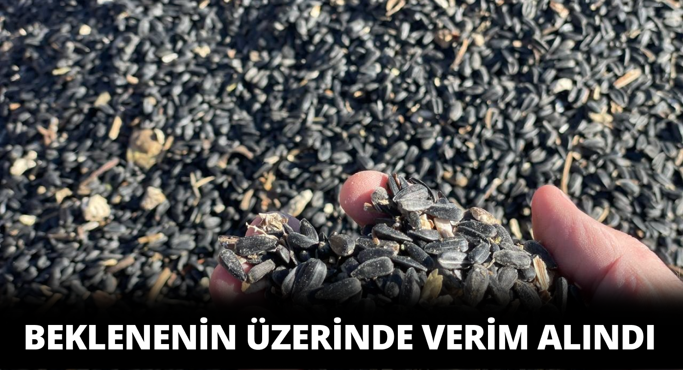 İlk Kez Ekilen Yağlık Ayçiçeğinden Yüksek Verim Alındı